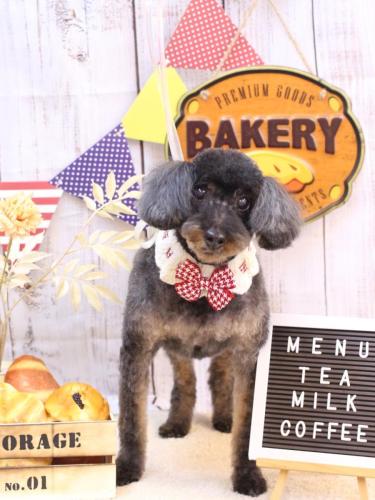 20240912ねねちゃん